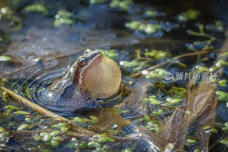 西方合唱蛙(Pseudacris triseriata)，西方合唱蛙。